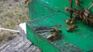Наши пчёлы