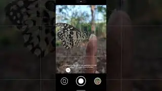 Butterfly 🦋