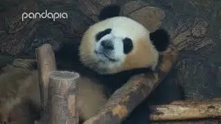 Mei Lan falling asleep