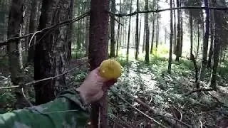 Лето, лес, бабочка