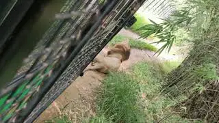 Bannerghatta National Park Jungle Safari - Lions
