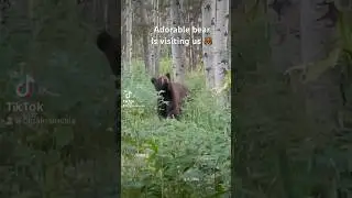 Bear on my yoga mat 🐻Feeling good video. #relaxing #abrahamhicks #bear, #colorado