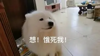 全网估计真没有一只狗能吵赢我家布宝了吧？