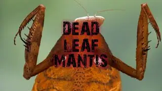 The Dead Leaf Mantis!