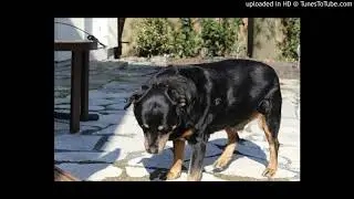 “Good Boy"