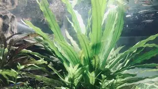 미야자키 하야오 x Fish Fun