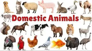 Domestic animals names in english 2024