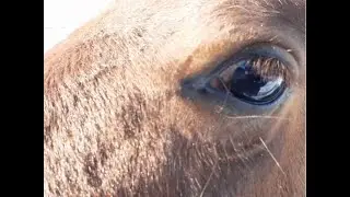 Horse /// Лошади