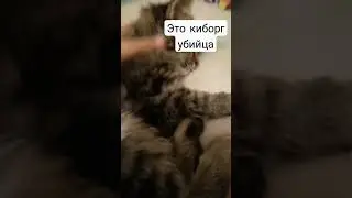киборг убийца