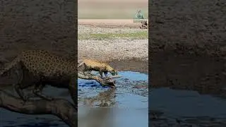 Leopard fishing! An unusual hunt.