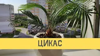 Цикас — романтика тропиков в квартире. Уход