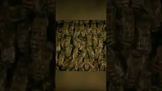 Big war in a small world of bees and hornets