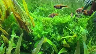 Your fish wish they could live here