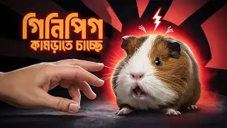 কেন আমার গিনিপিগ আমাকে ঘৃণা করে? | Why does my guinea pig hate me?