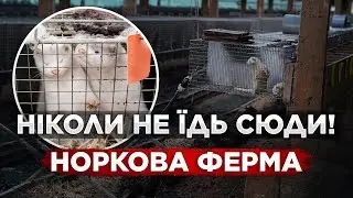 ОБЕРЕЖНО! РОБОТА ЗА КОРДОНОМ НА НОРКОВІЙ ФЕРМІ.