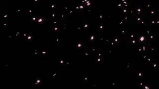 Falling cherry blossom petals 2.