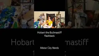 bullmastiff of puppy Hobart almost destroys studio #shorts #dog #dogs