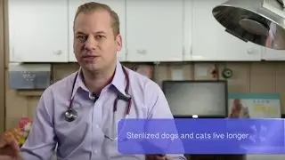 Vet Advice | Should I Spay or Neuter My Dog or Cat?