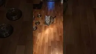 Пришёл кушать... 