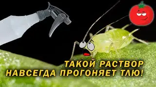 Приготовь раствор и тля уйдет навсегда!