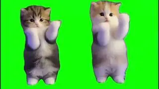 Kittens dance meme Green Screen Meme