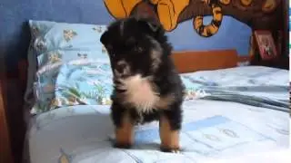 Злой щенок, прямо как хозяин...
