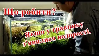 Що робити? Якщо у травнику з'явилися водорості.