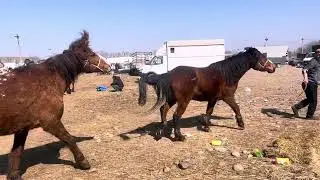 АЛМАТЫ МАЛ БАЗАРЫ ЖЫЛҚЫЛАР 22.03.26