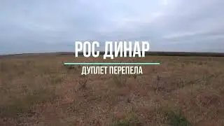 РОС Динар. Дуплет перепела и подача.