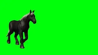 Black horse in green screen. Free to use. No copyright.