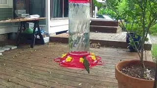 Hummingbirds 2018 1