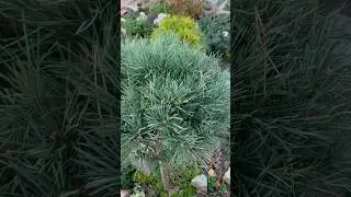 СОСНА ЗВИЧАЙНА “CHANTRY BLUE” ВОСЕНИ 