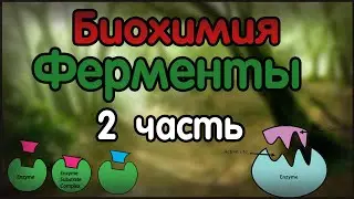 Biochemistry. Lecture 22. Enzymes. Part 2.