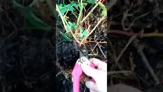 Посадка ежевики Лох Несс