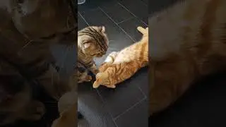 Говорушка