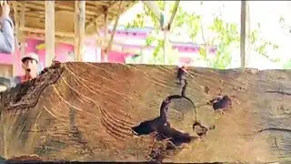 THIS WOOD CANNOT BE EAT TERMITES || SAWMILL.