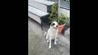 🐕 köpek 🌹🌹🌹
