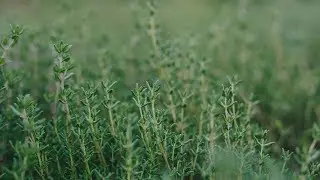 VERIFY: Can rosemary improve memory?