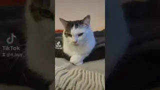 Майстер клас від кота - з яким виразом морди керувати своїми людьми😆