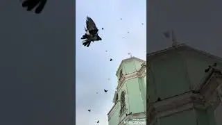 Николаевские торцовые голуби