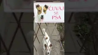 Осторожно, злая собака! Сербкая версия 
