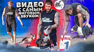 PITBULL SHOW DOG WILLE 2023. СПОРТИВНЫЕ СОБАКИ.