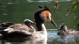 Чомга с  птенцами на спине и рядом. Great Grebe with chicks on its back and nearby.