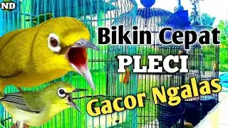 Suara Pleci Koloni Bikin Pleci Gacor & Ngalas !! Terapi pleci Koloni terbaru