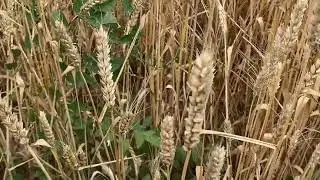 Озимая которой небыло весьной