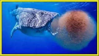 Meet the Largest Animal in the Ocean!! - Blue Whale