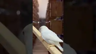 quaker parrot  #usa #canada #trendingnow #trendingvideo #viralpost #viralvideo