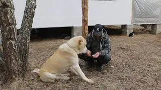 Клещи! Как уберечь собак...