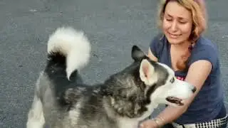 Он не забыл: хаски возвращается к хозяйке после двух лет разлуки