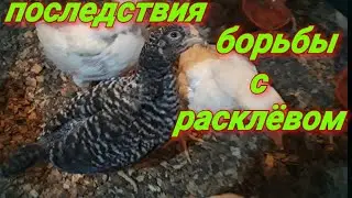 Прижигание клюва! Результат 100%